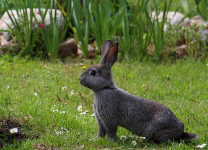 Rabbit easter nature photo
