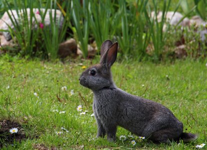 Rabbit easter nature