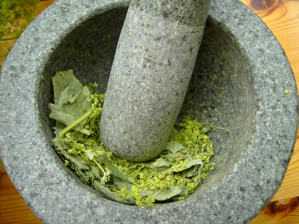 Frauenmantel alchemy plant