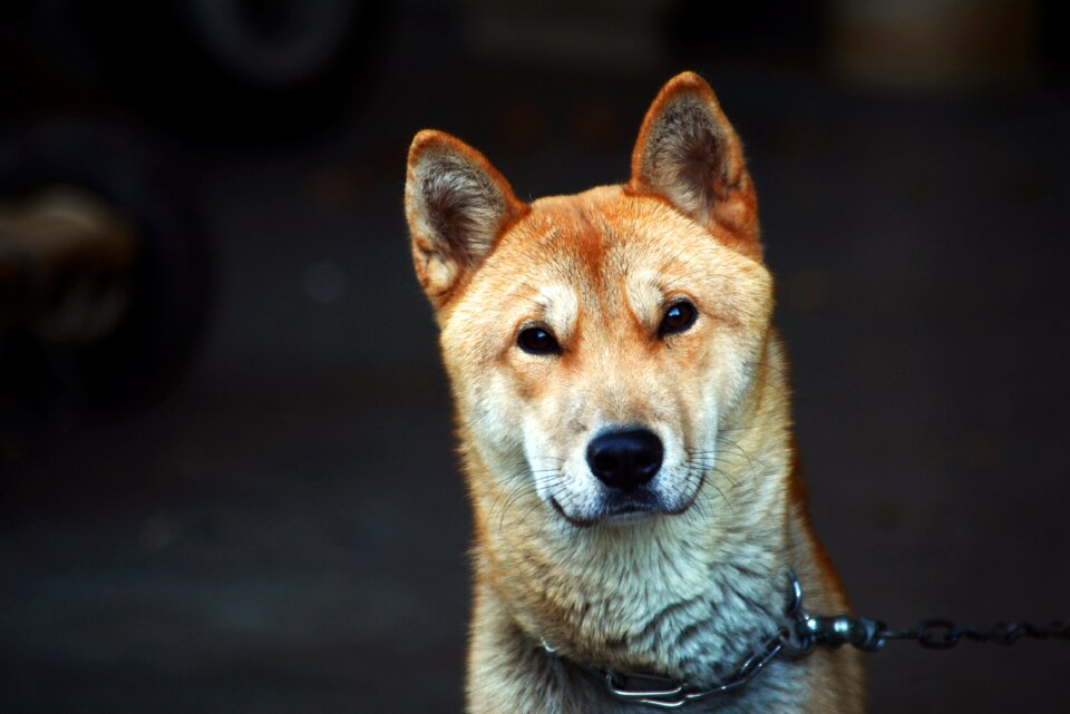 Korean jindo dog facial expression