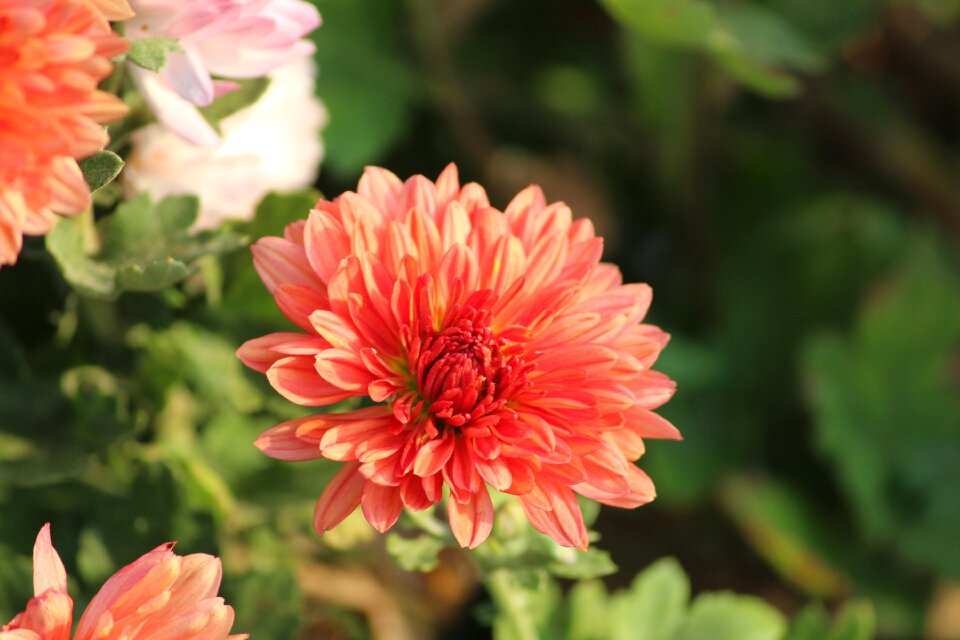 Flower nature varieties