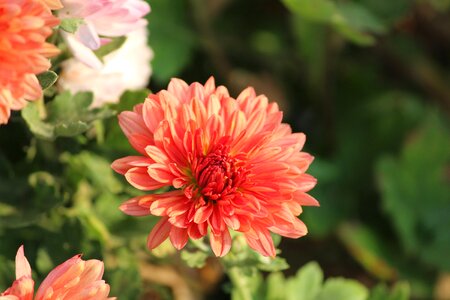 Flower nature varieties