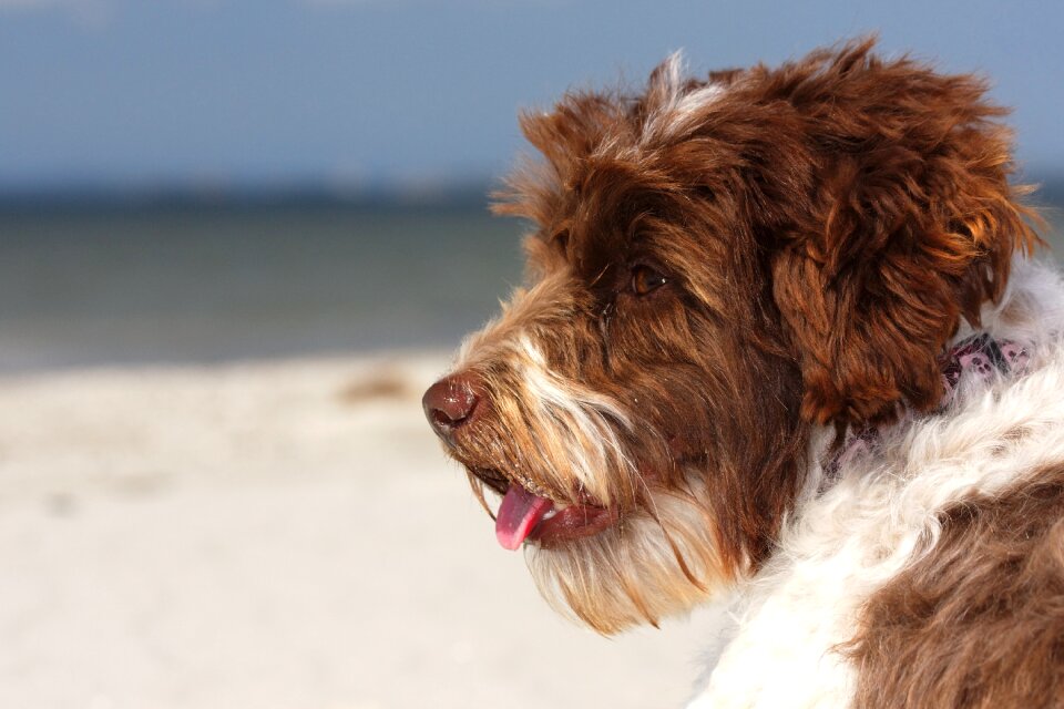 Beach dog baltic sea