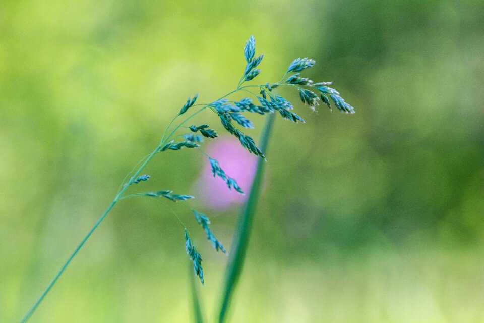 Meadow blade of grass field