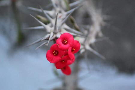 Euphorbia splendens crown of thorns flower photo