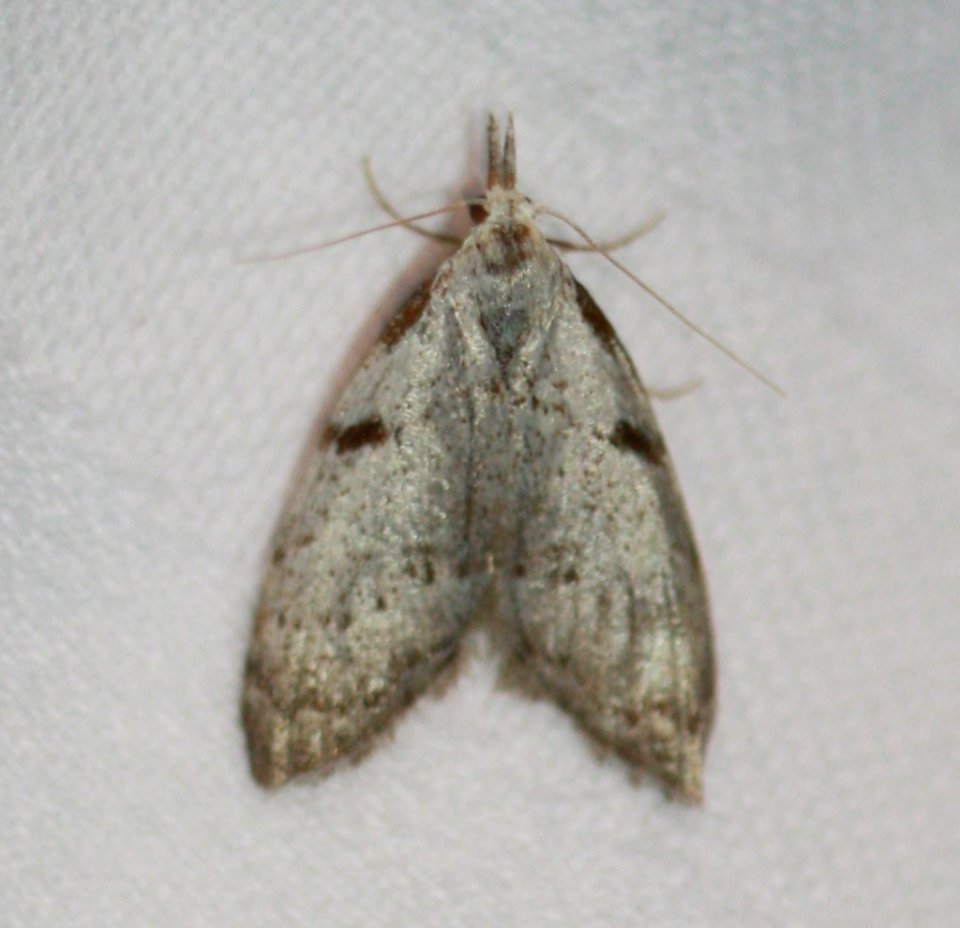 Nola minna 712940