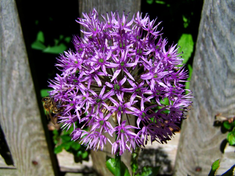Flower bulbs purple garden
