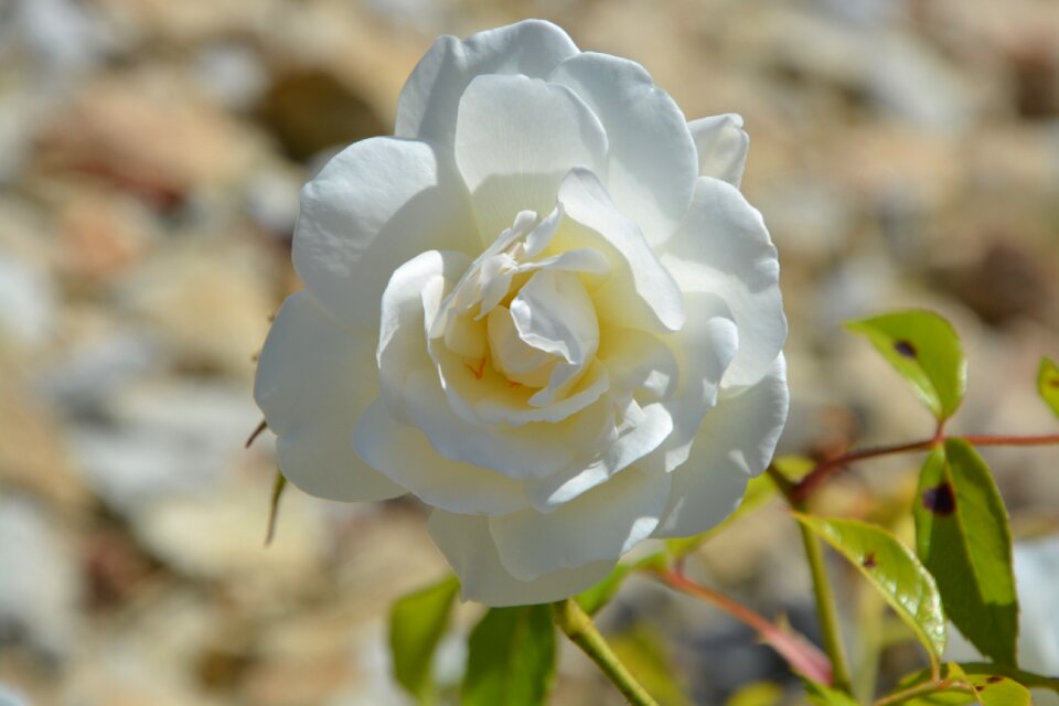 Rosebush nature spice