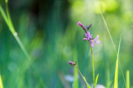 The sun's rays wildflower plant