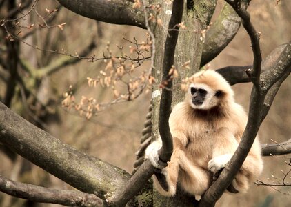 Monkey zoo tiergarten