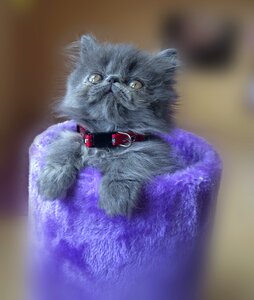Pet animal persian cat photo