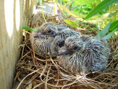 Hungry chicks mourning dove photo
