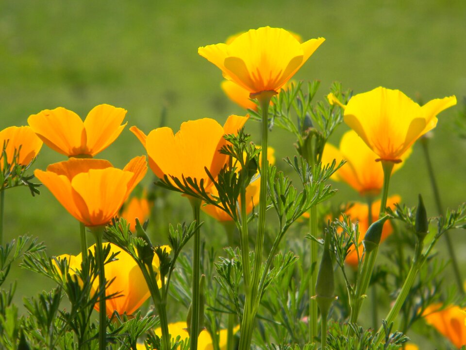 Orange bright sunny