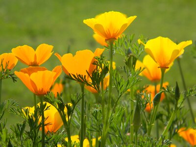 Orange bright sunny