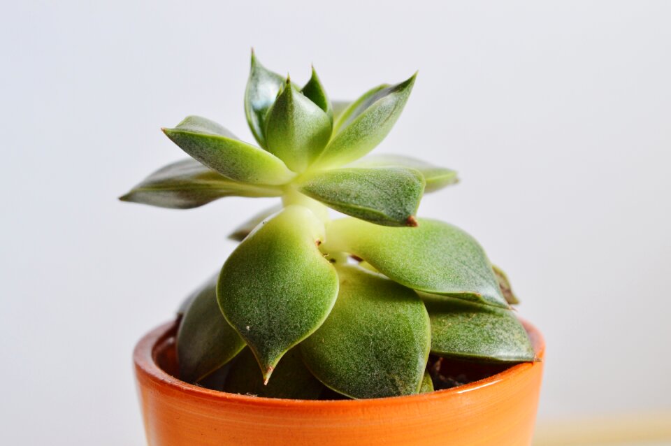 Plant pot succulent white