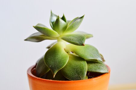 Plant pot succulent white photo