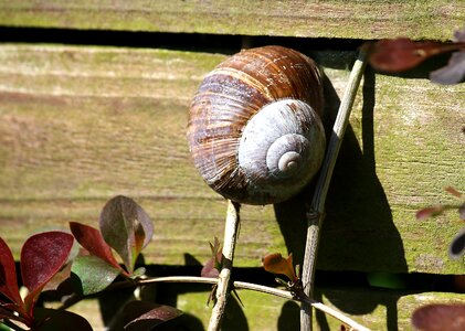 Shell nature mollusk