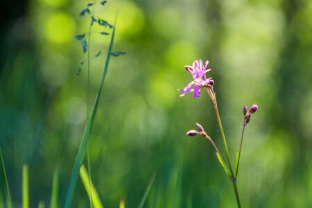 The sun's rays wildflower plant photo