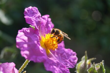 Nectar pollen pollination photo