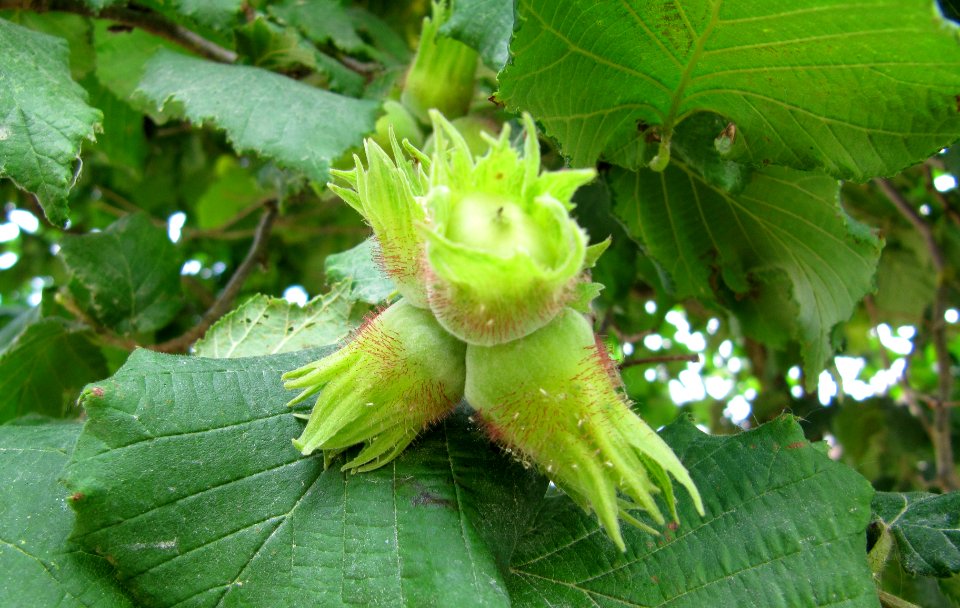Noisettes sur l'arbre