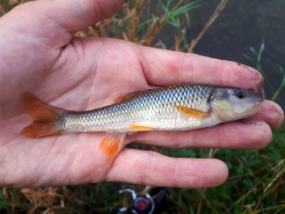 Nocomis biguttatus 26369379
