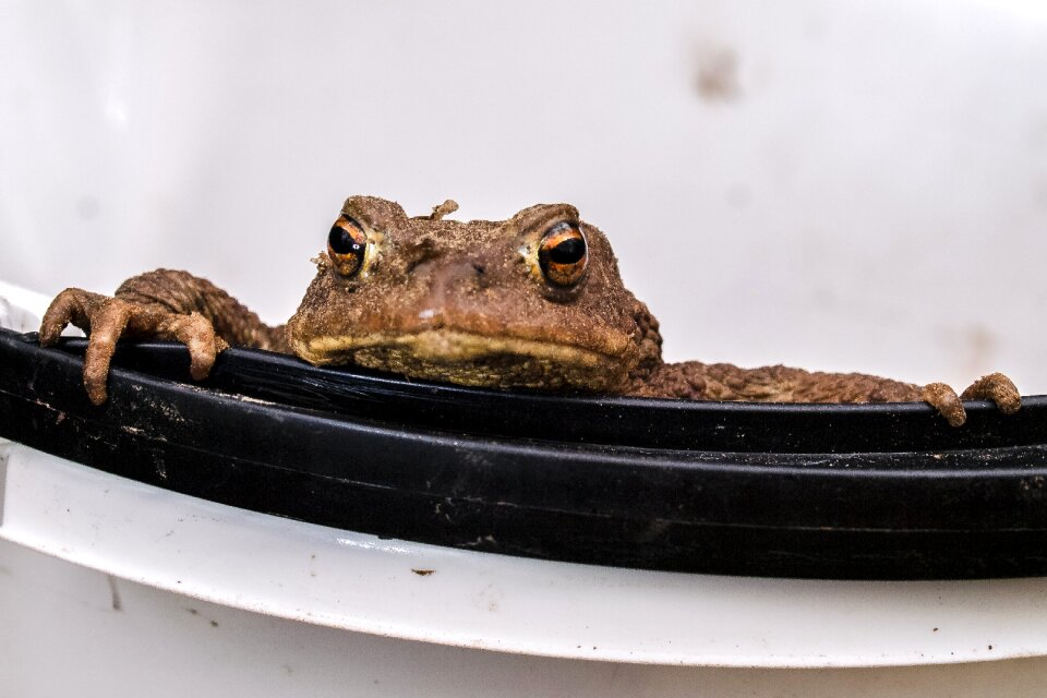 Amphibians nature animal