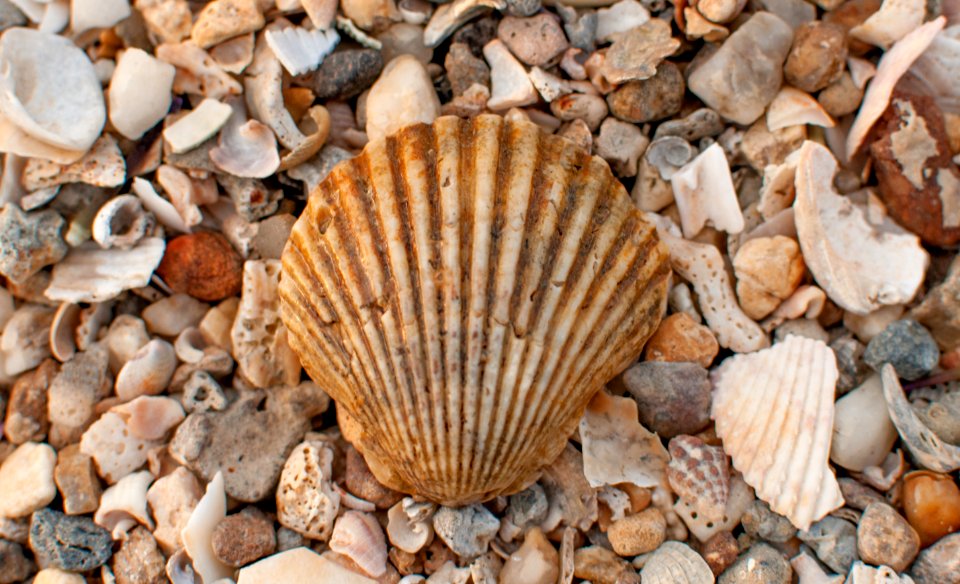 Nodipecten nodosus of Margarita Island