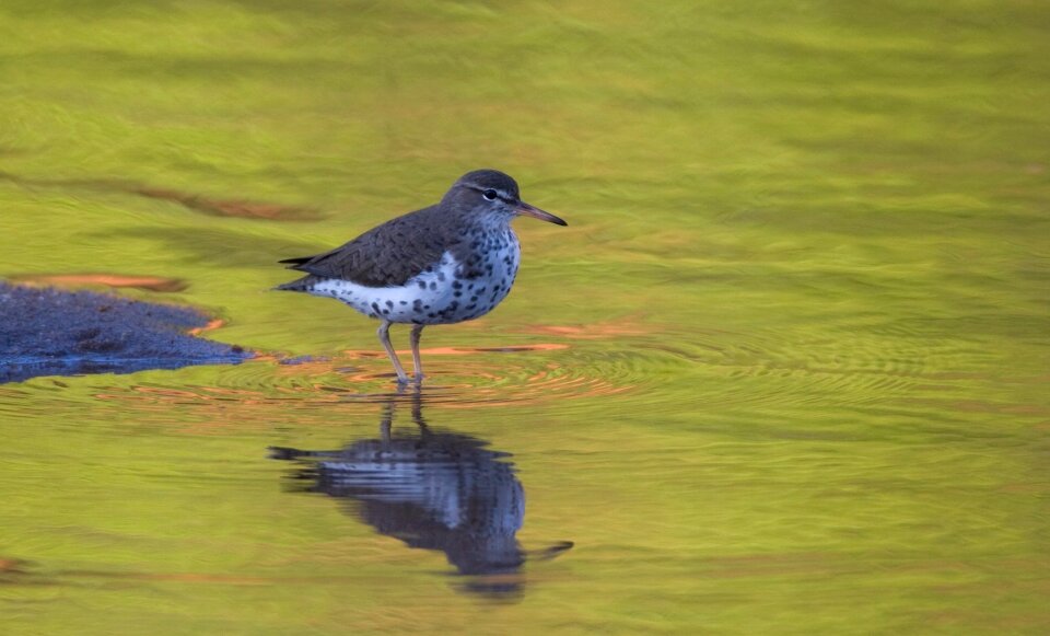 Reflection actitis macularius coast