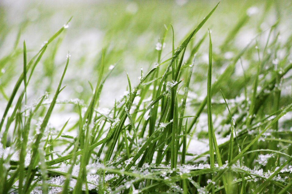 Frozen snow storm snowflake