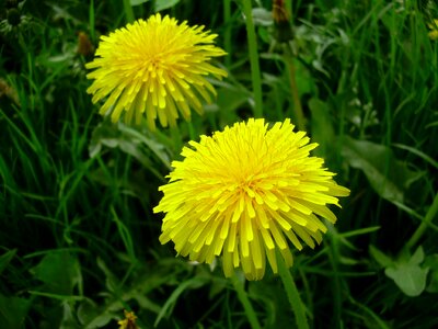 Meadow nature yellow photo