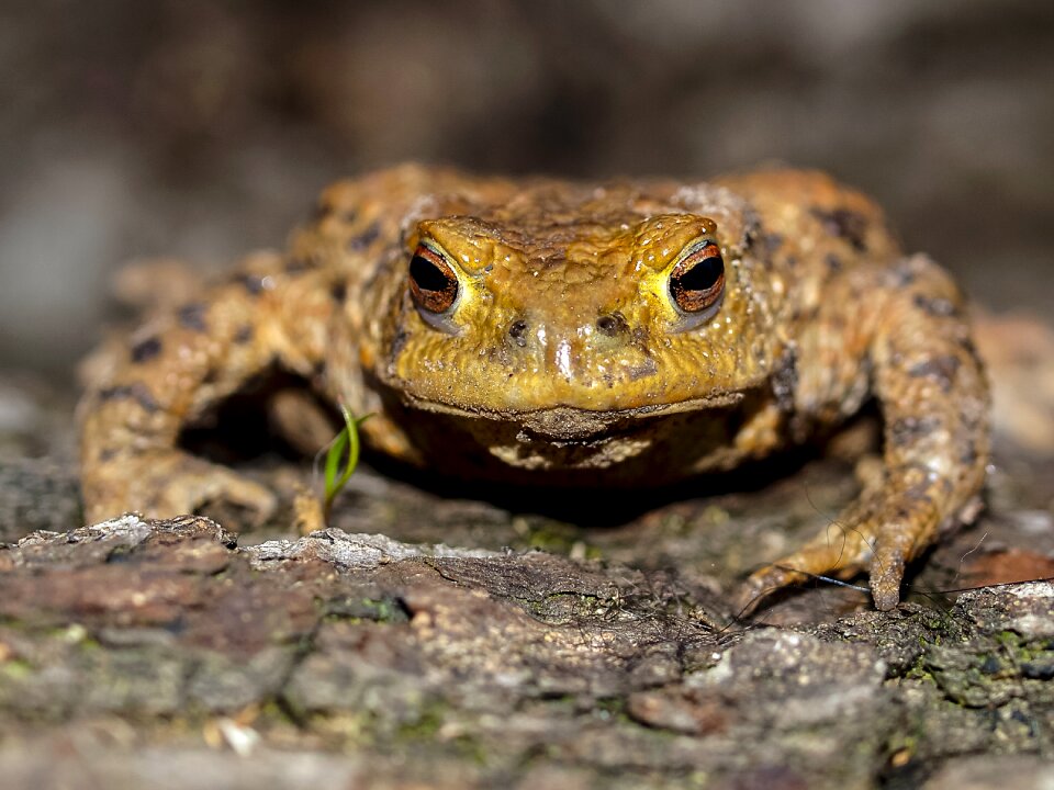 Amphibians nature animal
