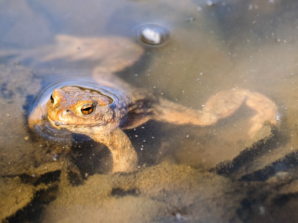 Amphibians nature animal