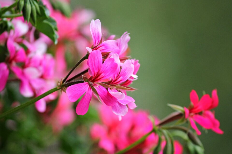 Balcony plant summer flower culture flower