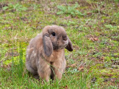 Bunny hare nature photo
