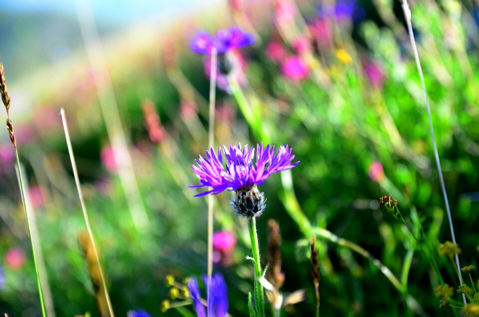 Spring flowers green turkey plant