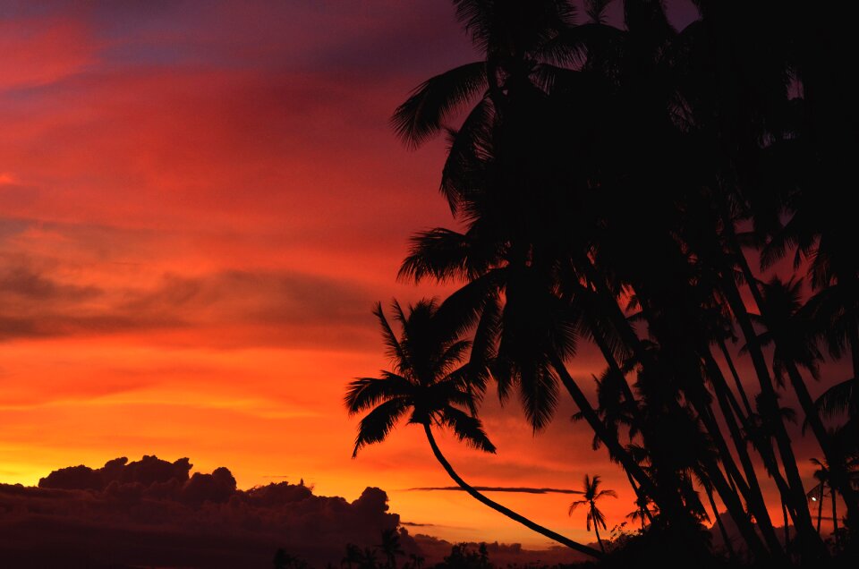 Palm silhouette sky photo