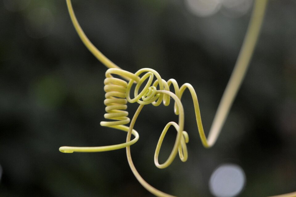 Plant nature wild plant