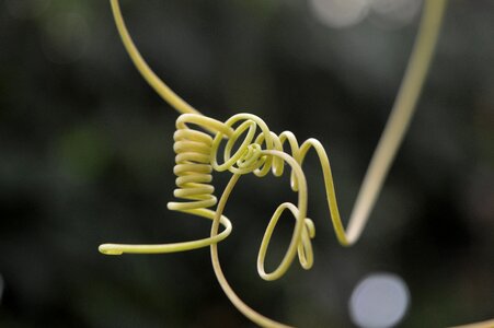 Plant nature wild plant