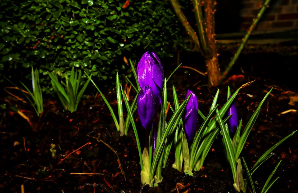Spring purple flower