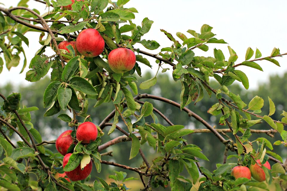 Healthy fresh red