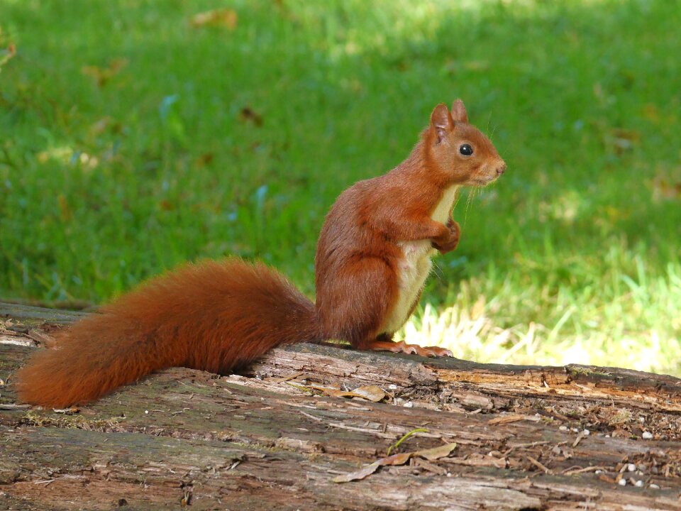Squirrel animals nature