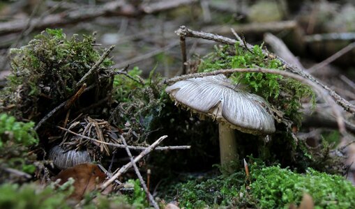 Forest floor mushrooms moss