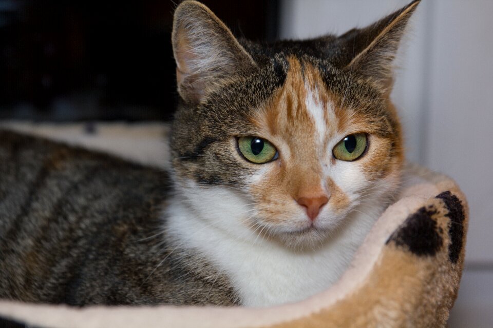 Feel good domestic cat animal