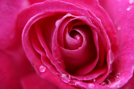 Flower pink roses garden photo
