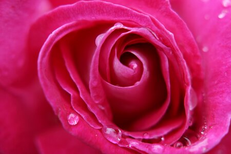 Flower pink roses garden