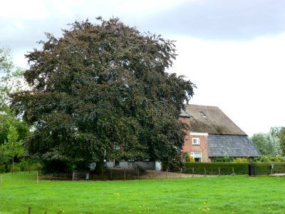 Nijmegen Nederheidseweg 198, Spijkerhof (06)