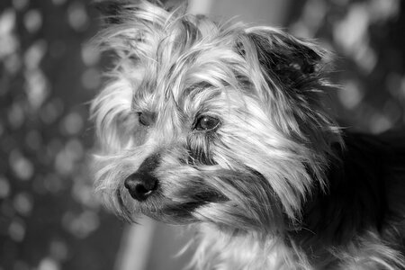 Canidae york domestic animal