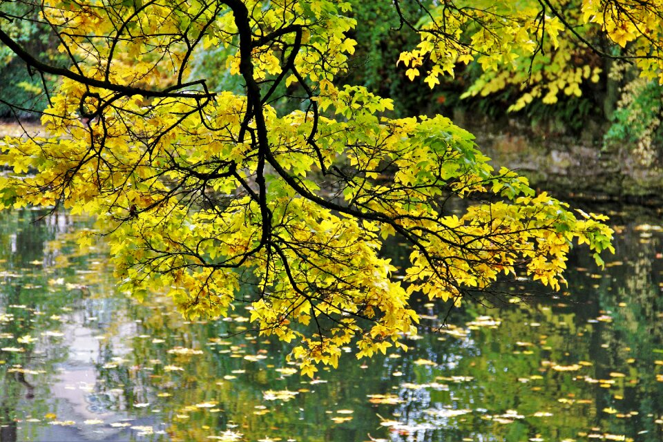 Tree river pond