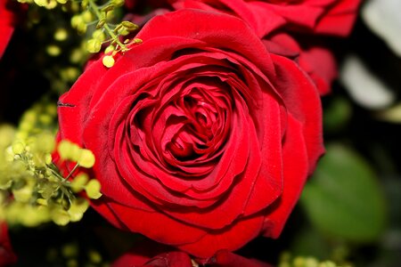 Bloom rose blooms red roses
