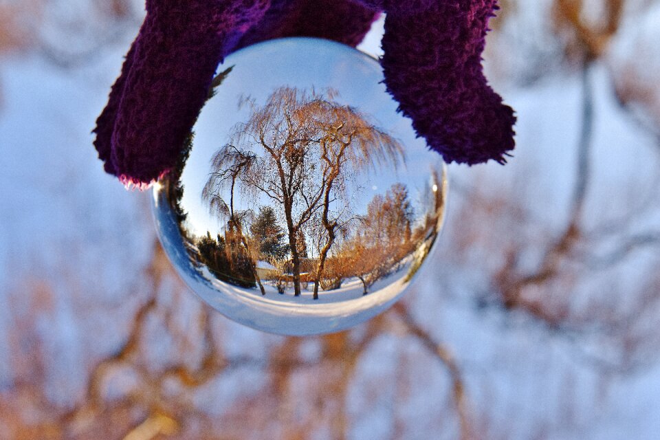 Trees glass ball round